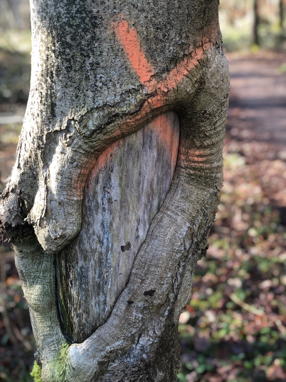 Ash tree dieback in the Woods at Oakley