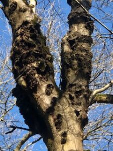 Cankers form in the bark in ash tree dieback