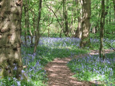 a bluebell woodland