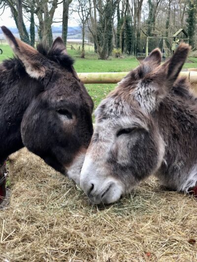 A black donkey and grey donkey sit on the floor with their heads touching