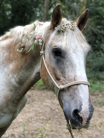 A white horse in a field