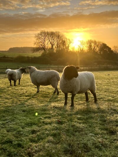 3 sheep stand in a field with a sunset in the background