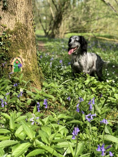 A black and white spaniel stands in a bluebell wood