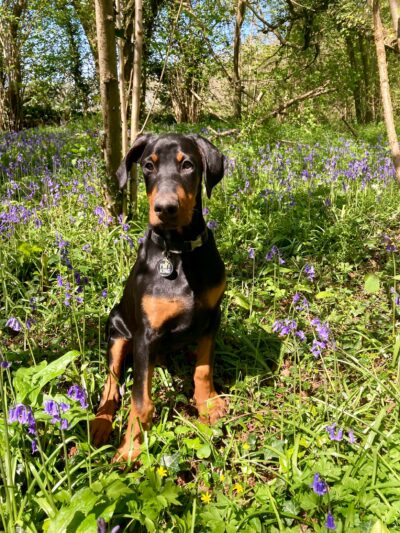 A Doberman puppy sits in a bluebell woods