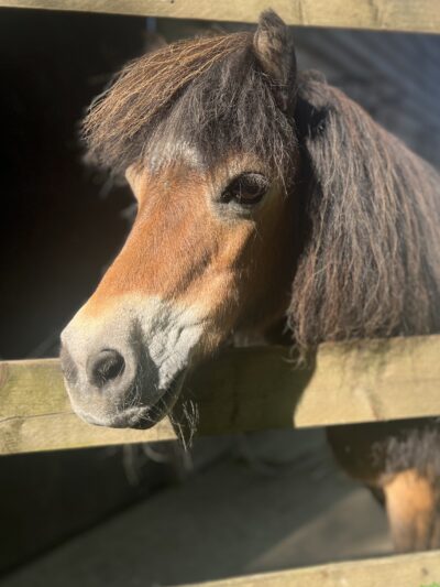 A miniature horse leans over a fence