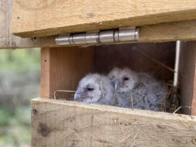 2 baby grey owls in a nesting box