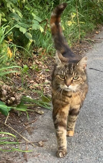A tortoiseshell cat walks along a road with bushes on the left